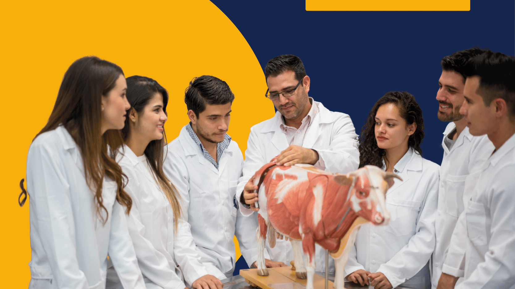 Anatomia Animal I