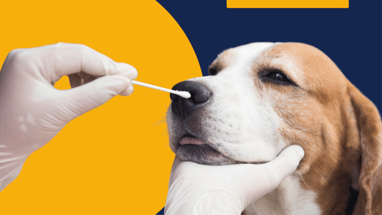 Doenças parasitárias dos animais